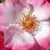 Bianco-rosa - Rose Floribunde - Occhi di Fata